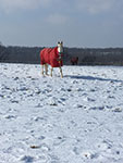 Valley View Farm - Winter Horse