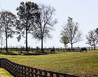 Valley View Farm - Pasture