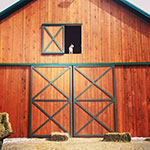 Valley View Farm - Rebel Guarding the Hay Barn